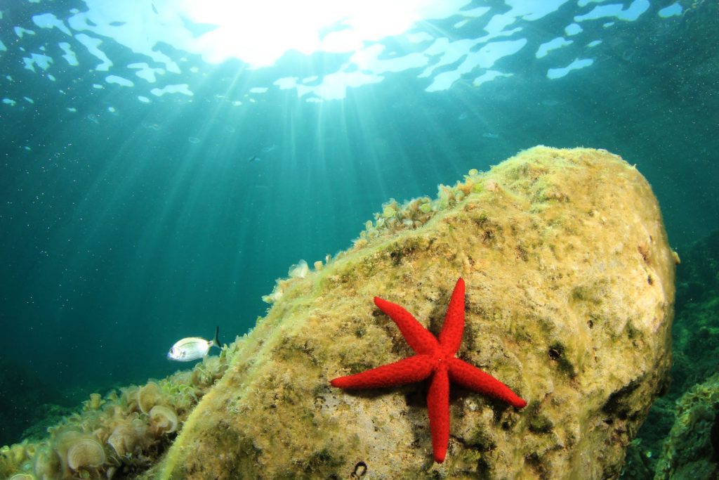 sea water temperature Mallorca