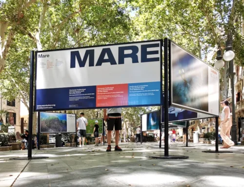 Explore the MARE contest exhibition on the Passeig del Born in Palma