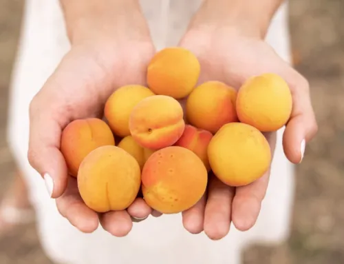 Apricot Fair 2025 in Porreres: a programme with activities for the whole family