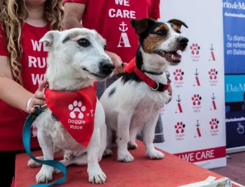 Doggie Race 2025 en Port Adriano: carrera solidaria con mascotas en Calvià