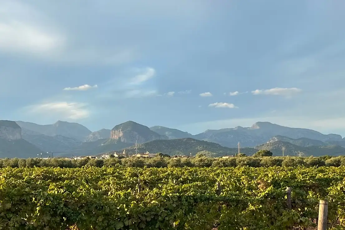 fira-vi-consell-2025