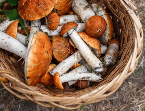 Alaró Cuina amb Bolets 2025: restaurantes participantes y platos imprescindibles