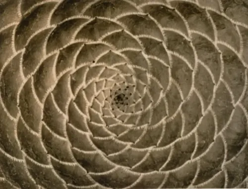 Arte y naturaleza: una exposición del Centre Pompidou en CaixaForum Palma (2025–2026)