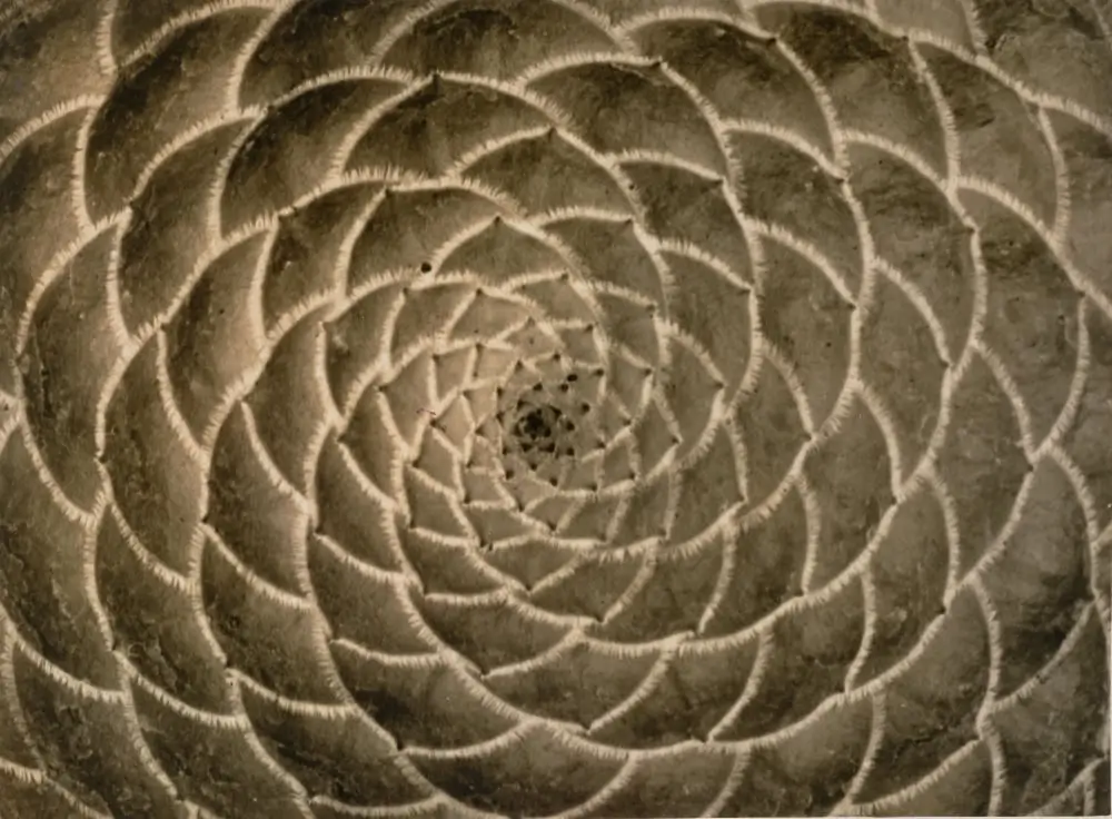 arte y naturaleza caixaforum palma