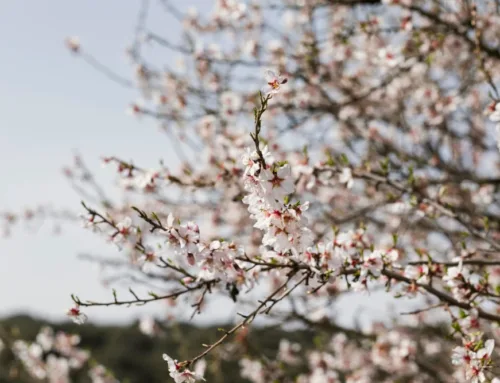 Fira de la Flor d’Ametller 2026 en Son Servera: fecha, horario y qué ver