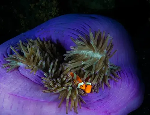 Colors of the World 2026: the National Geographic exhibition arrives with a unique visual experience