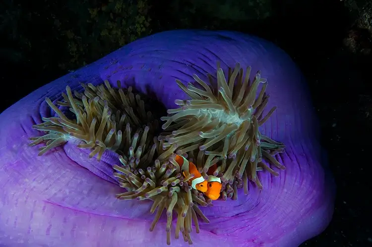 Dos peces payaso en Tubbataha se apiñan en su anémona huésped. Tubbataha (islas Filipinas). Jennifer Hayes