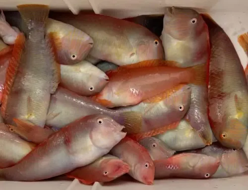 Raor fishing season in Mallorca 2026: dates, catch limit and fishing rules