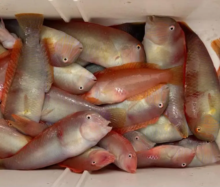 pesca raor temporada mallorca