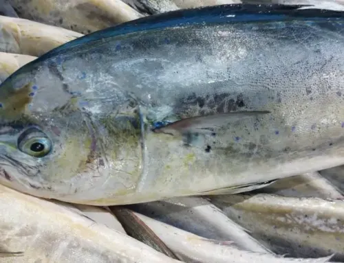 Temporada de llampuga en Mallorca 2026: fechas, capturas y normas para la pesca recreativa