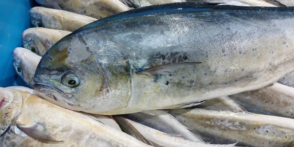 temporada llampuga en mallorca