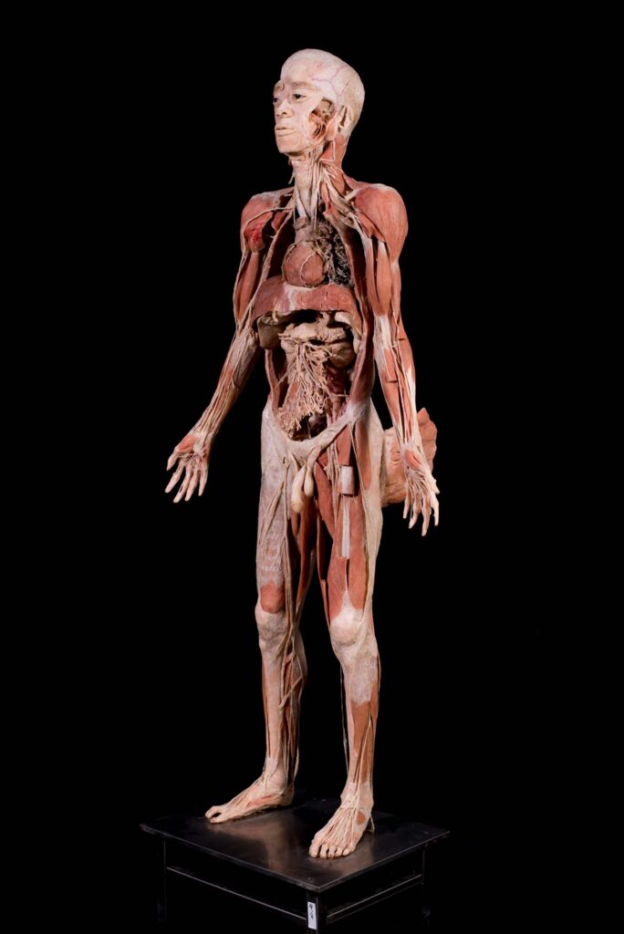 Exposición "Bodies: Cuerpos Humanos Reales"