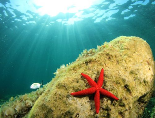 Fundació Marilles lanza un vídeo para recordar al sector turístico la importancia de conservar el mar